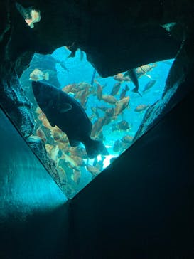 上越市立水族博物館 うみがたりに投稿された画像（2024/7/29）