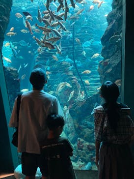 上越市立水族博物館 うみがたりに投稿された画像（2024/7/29）