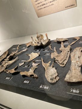 福井県立恐竜博物館に投稿された画像（2024/7/29）