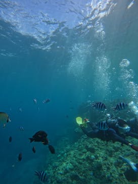 沖縄マリンサービス碧に投稿された画像（2024/7/29）