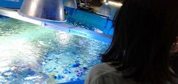 しながわ水族館に投稿された画像（2024/7/29）