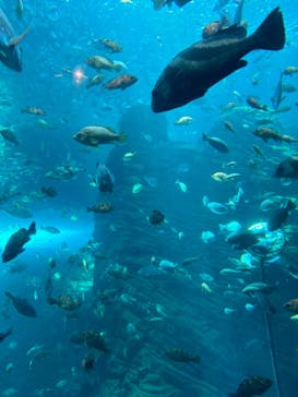 上越市立水族博物館 うみがたりに投稿された画像（2024/7/29）