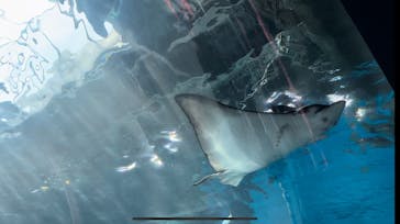 マクセル アクアパーク品川に投稿された画像（2024/7/29）