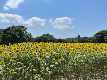 江の島シーキャンドルに投稿された画像（2024/7/29）