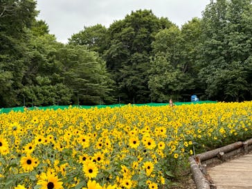 たんばらラベンダーパークに投稿された画像（2024/7/29）