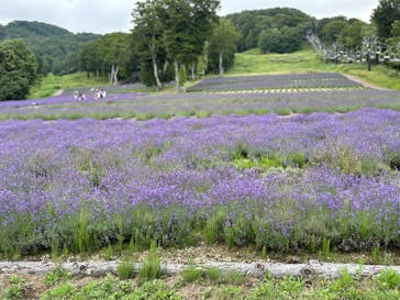 たんばらラベンダーパークに投稿された画像（2024/7/29）