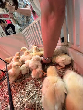 アニタッチららぽーと名古屋みなとアクルスに投稿された画像（2024/7/29）