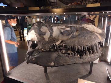 福井県立恐竜博物館に投稿された画像（2024/7/29）