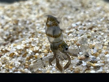 四国水族館に投稿された画像（2024/7/29）