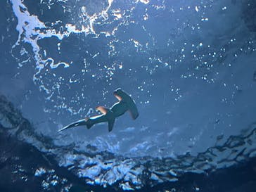 四国水族館に投稿された画像（2024/7/29）