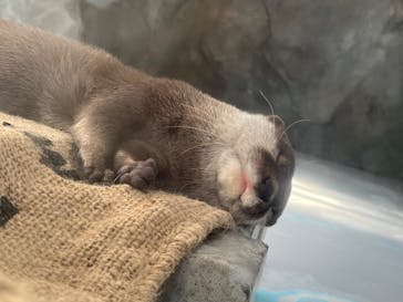四国水族館に投稿された画像（2024/7/29）