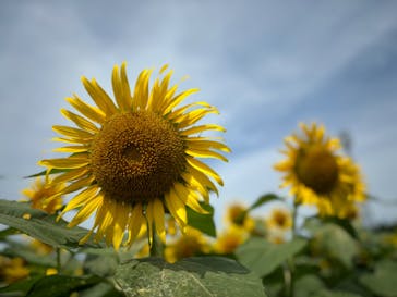 成田ゆめ牧場に投稿された画像（2024/7/29）
