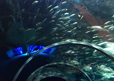 登別マリンパークニクスに投稿された画像（2024/7/29）