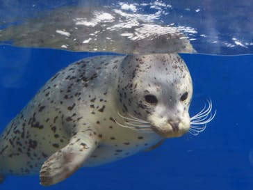 上越市立水族博物館 うみがたりに投稿された画像（2024/7/29）