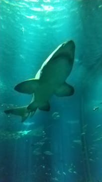 マリンワールド海の中道に投稿された画像（2024/7/29）