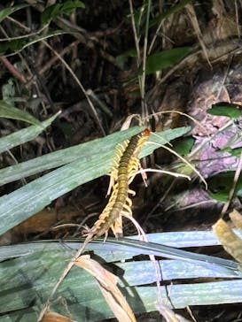 石垣島 ADVENTURE PiPi（イシガキジマアドベンチャーピピ）に投稿された画像（2024/7/29）