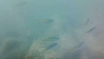 たてやま・海辺の鑑定団に投稿された画像（2024/7/29）