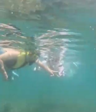 沖ノ島ダイビングサービスマリンスノーに投稿された画像（2024/7/29）