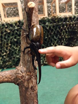 体感するファーブル昆虫展in横浜赤レンガ倉庫に投稿された画像（2024/7/29）