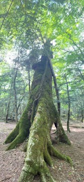 FUJI HAT（フジハット）に投稿された画像（2024/7/29）