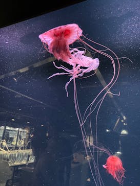 京都水族館に投稿された画像（2024/7/29）