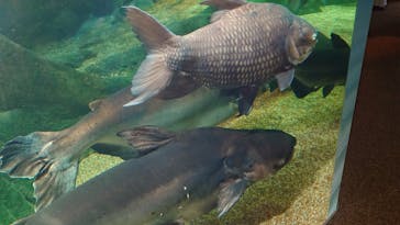 世界淡水魚園水族館　アクア・トトぎふに投稿された画像（2024/7/29）