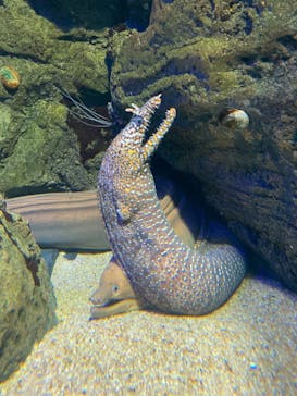 四国水族館に投稿された画像（2024/7/29）