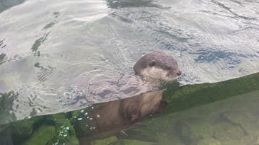 四国水族館に投稿された画像（2024/7/29）