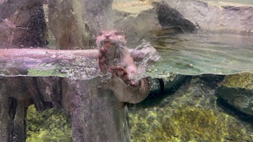 マクセル アクアパーク品川に投稿された画像（2024/7/29）