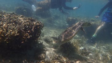 沖縄ダイビングショップ　シェルシーに投稿された画像（2024/7/29）