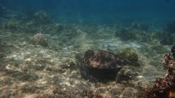 沖縄ダイビングショップ　シェルシーに投稿された画像（2024/7/29）