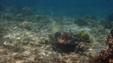 沖縄ダイビングショップ　シェルシーに投稿された画像（2024/7/29）