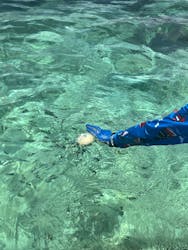 沖縄ダイビングショップ　シェルシーに投稿された画像（2024/7/29）