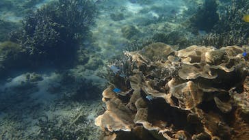 沖縄ダイビングショップ　シェルシーに投稿された画像（2024/7/29）