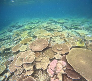 西表島 ADVENTURE PiPi（アドベンチャーピピ）に投稿された画像（2024/7/29）