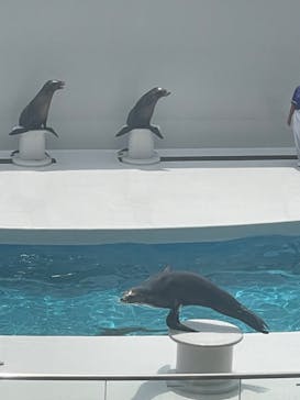 鴨川シーワールドに投稿された画像（2024/7/29）