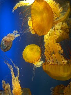 鴨川シーワールドに投稿された画像（2024/7/29）