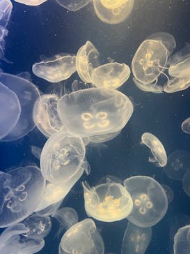 鴨川シーワールドに投稿された画像（2024/7/29）