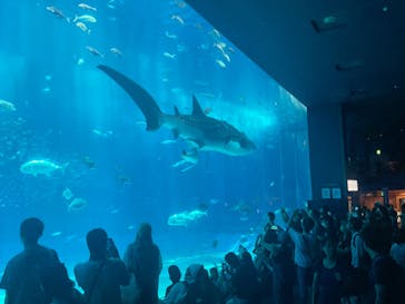 沖縄美ら海水族館に投稿された画像（2024/7/30）