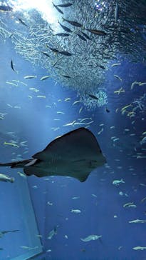 アクアワールド茨城県大洗水族館に投稿された画像（2024/7/30）