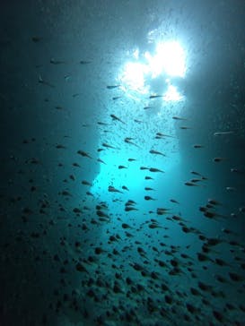 武藤潜水に投稿された画像（2024/7/30）