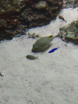 沖縄美ら海水族館に投稿された画像（2024/7/30）