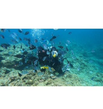 武藤潜水に投稿された画像（2024/7/30）