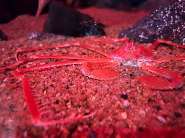 大分マリーンパレス水族館 「うみたまご」に投稿された画像（2024/7/30）