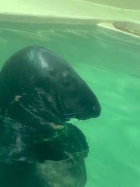 大分マリーンパレス水族館 「うみたまご」に投稿された画像（2024/7/30）