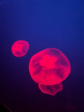 大分マリーンパレス水族館 「うみたまご」に投稿された画像（2024/7/30）