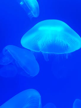 大分マリーンパレス水族館 「うみたまご」に投稿された画像（2024/7/30）