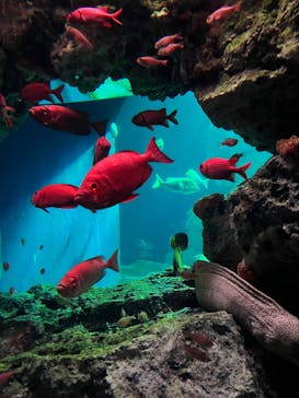 大分マリーンパレス水族館 「うみたまご」に投稿された画像（2024/7/30）