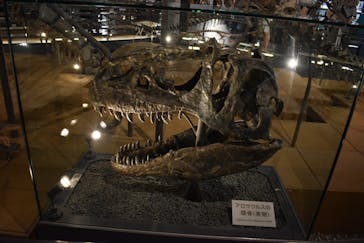 福井県立恐竜博物館に投稿された画像（2024/7/30）