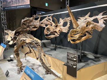 福井県立恐竜博物館に投稿された画像（2024/7/25）